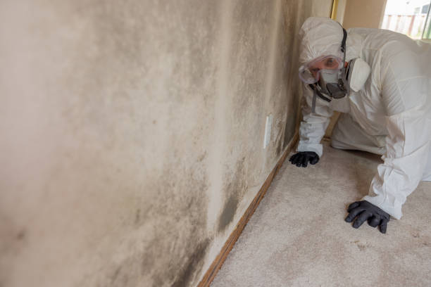 Best Mold Odor Removal Services  in Forest Meadows, CA